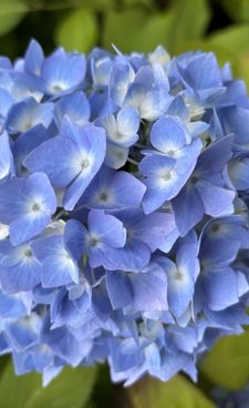 et nærbilde av en blomst