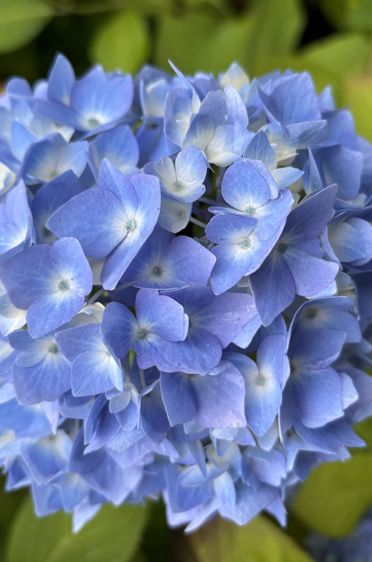 et nærbilde av en blomst