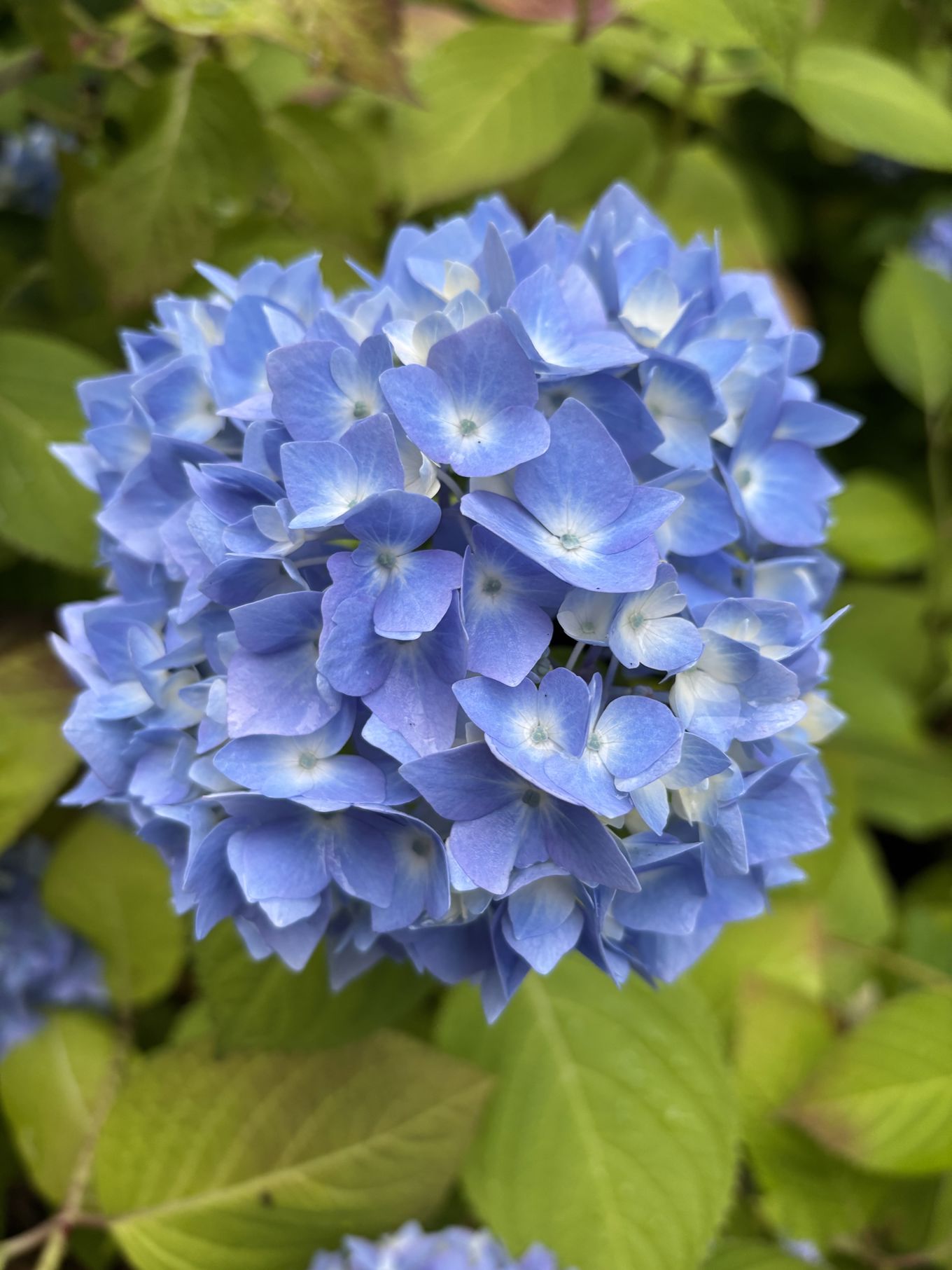 et nærbilde av en blomst
