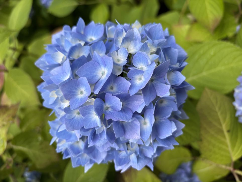 et nærbilde av en blomst