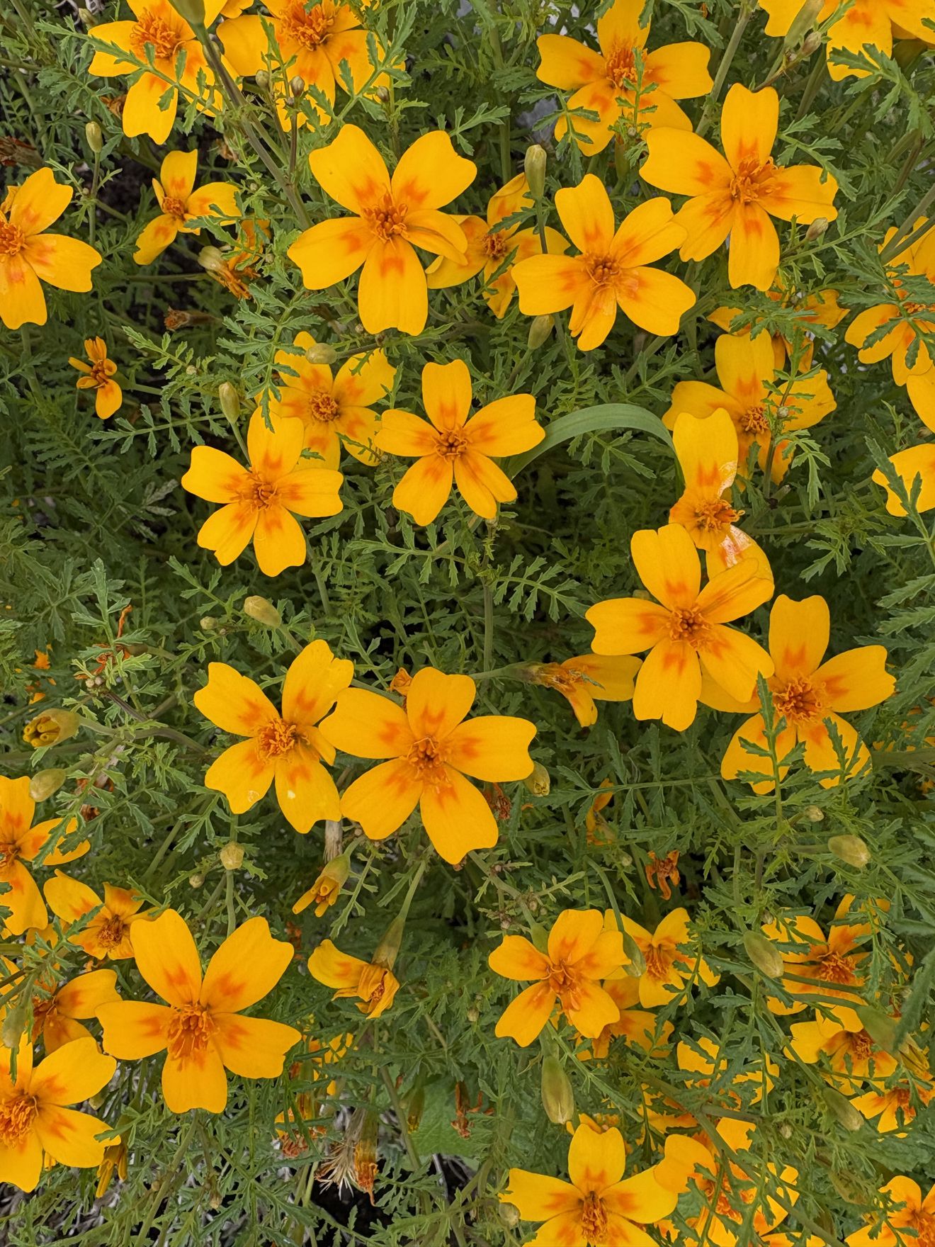 en gruppe gule blomster